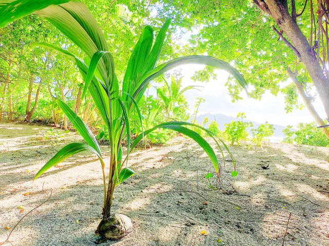 種やネタ、芽のイメージ
